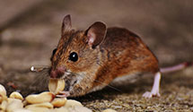 24 Hour & Emergency Exterminators in Cornfields, AZ